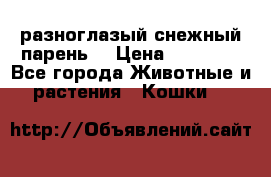 разноглазый снежный парень. › Цена ­ 10 000 - Все города Животные и растения » Кошки   